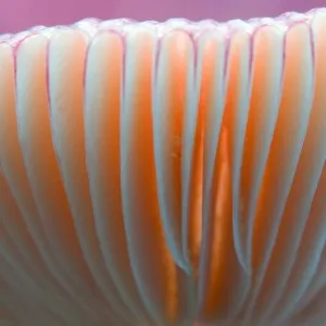 Russula