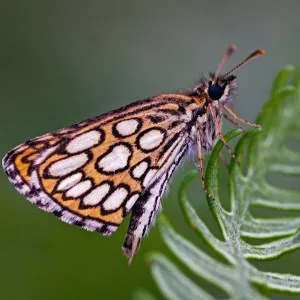 Spiegeldikkopje, (Heteropterus morpheus)