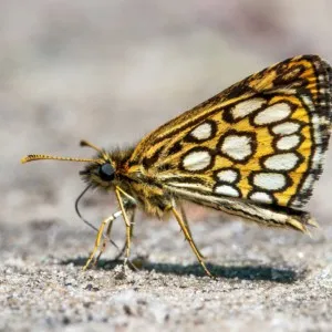 Spiegeldikkopje, (Heteropterus morpheus)