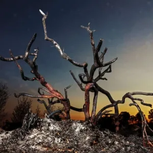 Verbrande heidestruik na de grote natuurbrand in de Deurnense Peel, zie ook elders op deze website. Categorie landschappen.