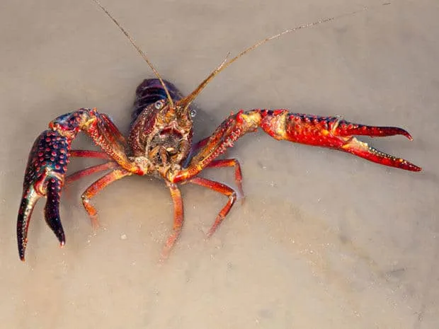 Amerikaanse rode rivierkreeft (Procambarus clarkii)